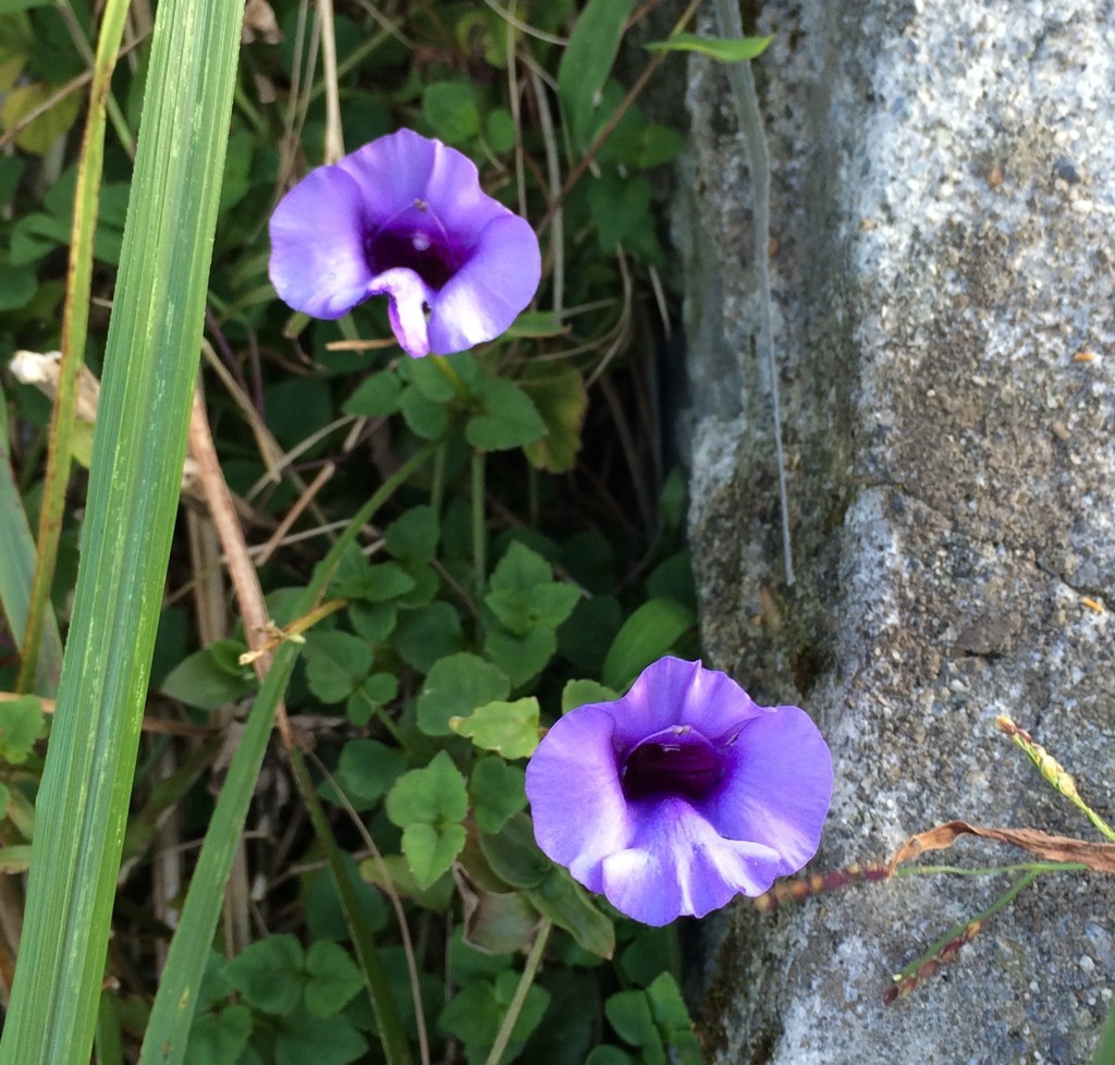 倒地蜈蚣名字恐怖，開的花卻小巧清麗，是山道沿途常見的嬌客。（Photo by テツヒコ）